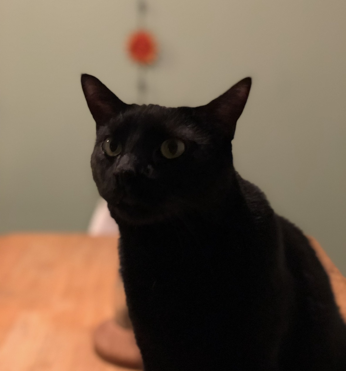 Milo