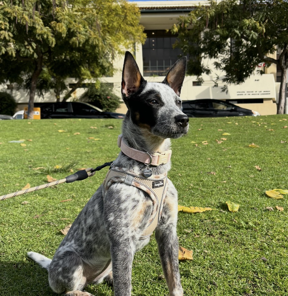 Willow